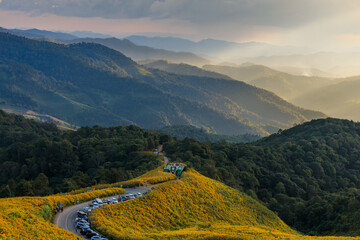 Mexican sunflower or Tree Marigold field at Doi Mae Ukho, Mae Hong Son, Thailand