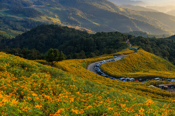 Mexican sunflower or Tree Marigold field at Doi Mae Ukho, Mae Hong Son, Thailand