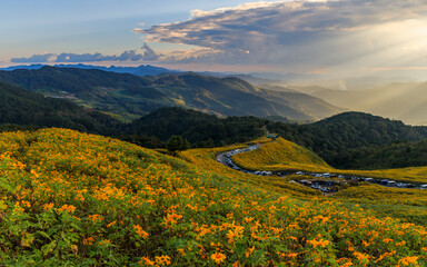 Mexican sunflower or Tree Marigold field at Doi Mae Ukho, Mae Hong Son, Thailand