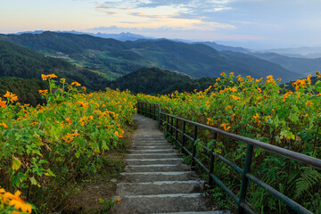 Mexican sunflower or Tree Marigold field at Doi Mae Ukho, Mae Hong Son, Thailand