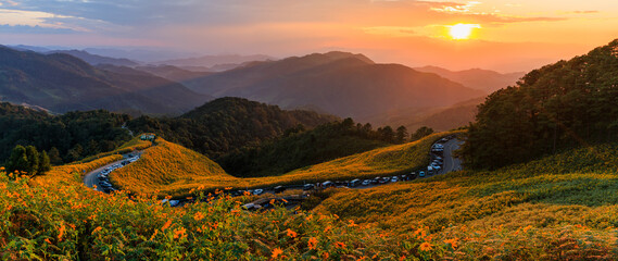 Mexican sunflower or Tree Marigold field at Doi Mae Ukho, Mae Hong Son, Thailand