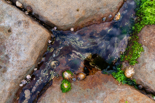 Sea shells on rocks in small ocean rockpool