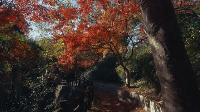 Autumn Foliage in the Maple Valley of Negoro-ji Temple, Iwade, Wakayama, Japan「根來寺もみじ谷の紅葉」和歌山県岩出市