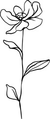 botanical line art