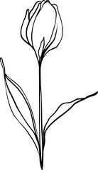 botanical line art