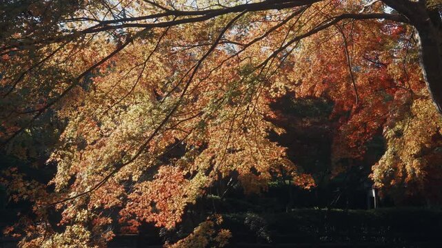 Autumn Foliage in the Maple Valley of Negoro-ji Temple, Iwade, Wakayama, Japan「根來寺もみじ谷の紅葉」和歌山県岩出市