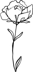 botanical line art