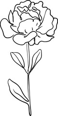 botanical line art
