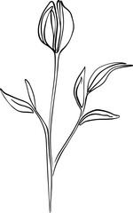 botanical line art