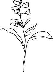 botanical line art