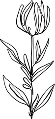 botanical line art