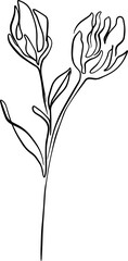 botanical line art