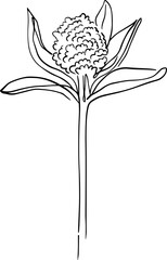 botanical line art