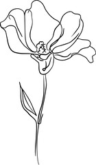 botanical line art