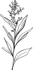 botanical line art