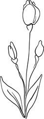 botanical line art