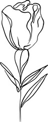 botanical line art