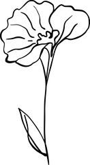botanical line art