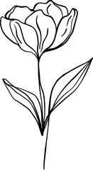 botanical line art