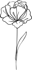 botanical line art