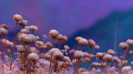 Dried White Flowers Field Against Pastel Purple Sky