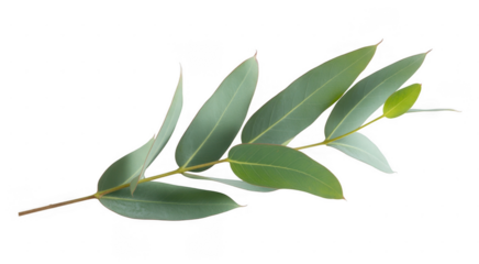 Eucalyptus branch with green leaves isolated on a transparent background