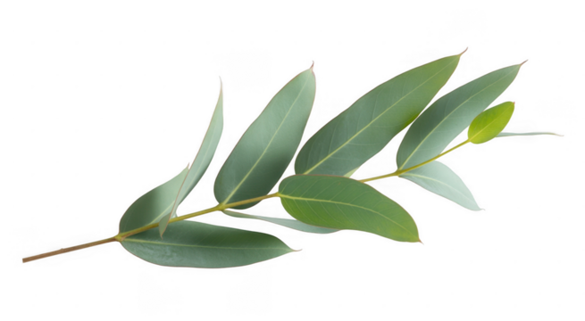 Eucalyptus branch with green leaves isolated on a transparent background - Powered by Adobe