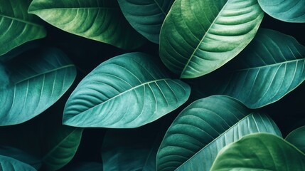 Obraz premium Lush green leaves overlapping