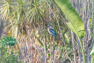 Blue Winged Kookaburra