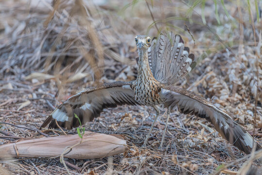 Curlew trying to scare