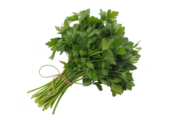Fresh parsley bunch tied with twine isolated on a transparent background