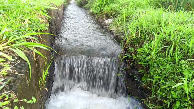 Footage of a rural irrigation channel in the middle of a rice field made of concrete with water flowing rapidly, creating a small waterfall.