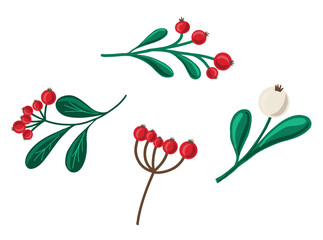 Set of winter berry branches: three red (holly, rowan, winterberry) and one white (snowberry), with green leaves. Festive botanical vector elements for Christmas decor, card design, print, web.