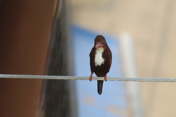 Colorful common kingfisher bird sitting with front view and selective focus. Kingfishers are a family, the Alcedinidae, of small to medium-sized, brightly coloured birds in the order Coraciiformes.