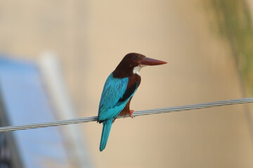 Colorful common kingfisher bird sitting with front view and selective focus. Kingfishers are a family, the Alcedinidae, of small to medium-sized, brightly coloured birds in the order Coraciiformes.
