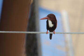 Colorful common kingfisher bird sitting with front view and selective focus. Kingfishers are a family, the Alcedinidae, of small to medium-sized, brightly coloured birds in the order Coraciiformes.