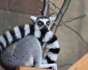 Katta - Ring-tailed Lemur - Lemur catta