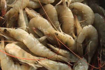 Raw and unpeeled fresh shrimp or prawns close display with selective focus, ready to cook view. Organic Seafood.
