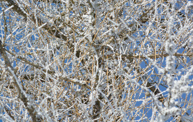 Blurred background with twigs covered in frost