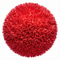Naklejka premium Perfect Red Chrysanthemum or Dahlia Pompon Flower Isolated on White