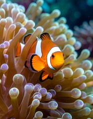 A vibrant clownfish nestled amongst coral polyps in its underwater home