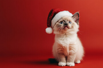Cute Christmas Cat Portrait on Solid Background