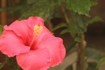 Beautiful and stunning Red colored Hibiscus flower and petals floral background. 