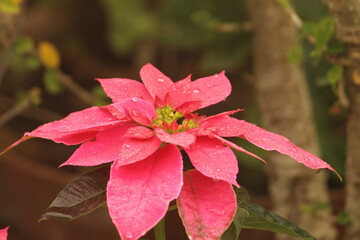 The poinsettia flowering plant with red leaves for Garden Decoration, is a shrub or small tree.