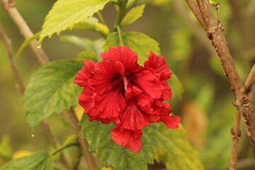 Beautiful and stunning Red colored Hibiscus flower and petals floral background. 