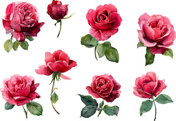 Fototapeta premium seamless pattern with roses