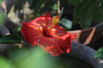 Beautiful and stunning Red colored Hibiscus flower and petals floral background. 