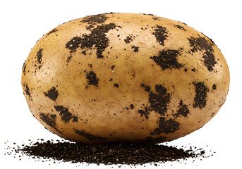 Freshly dug potato with rich soil texture