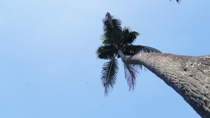 palm tree against blue sky