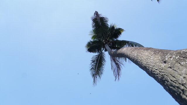 palm tree against blue sky - Powered by Adobe